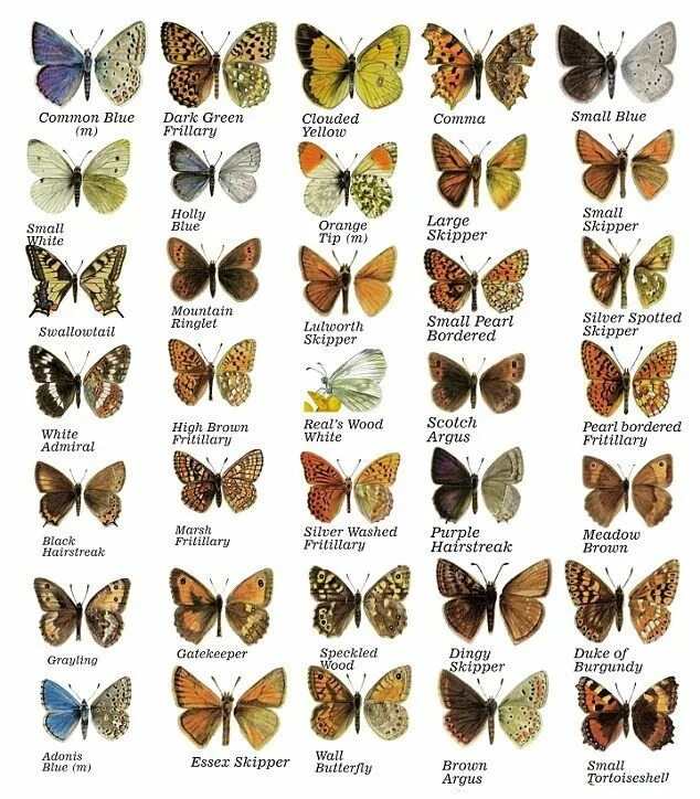 Какие имена бабочек. Разновидности бабочек. Бабочки и их названия. Бабочки России. Бабочки фото.