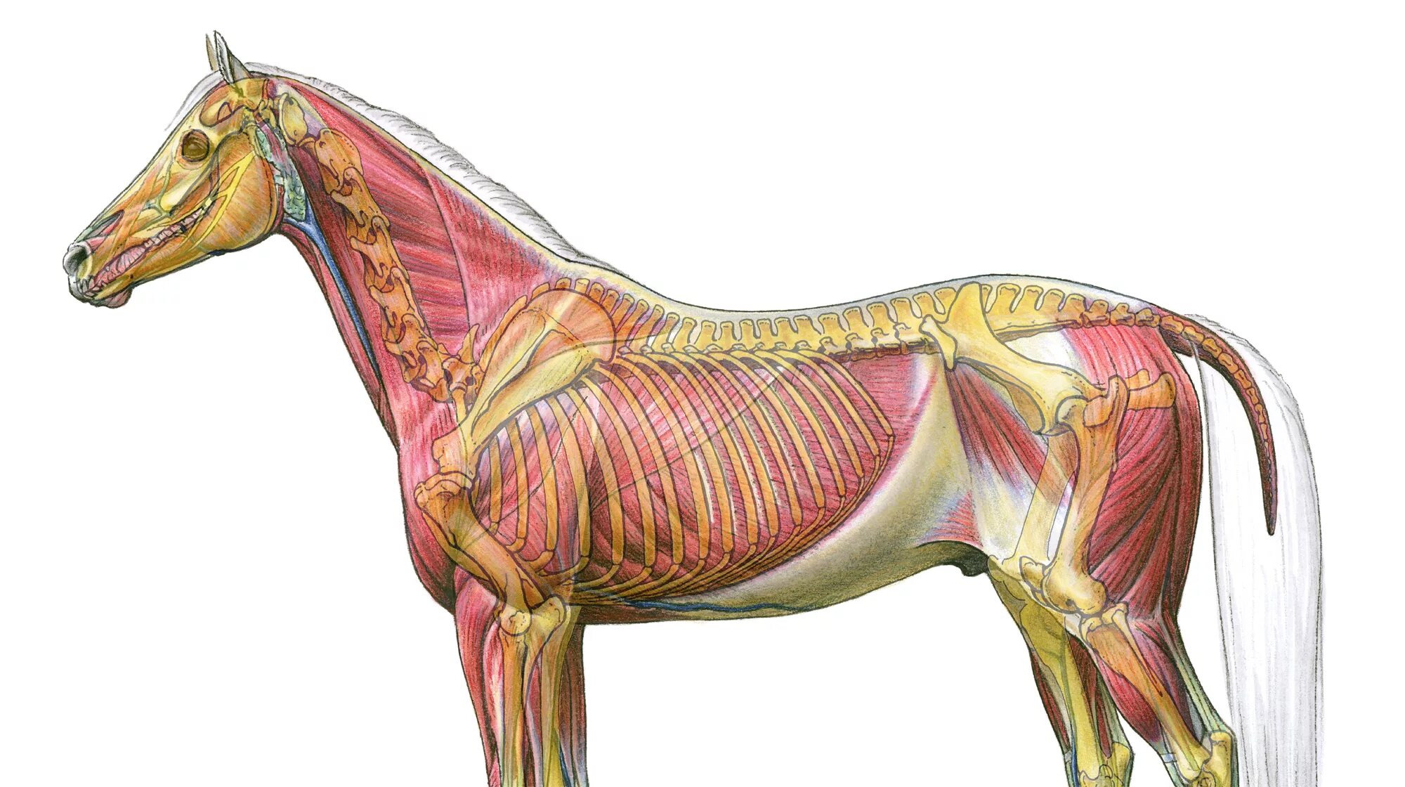 Мускулатура млекопитающих. Мышцы туловища лошади анатомия. Стаббс анатомия лошади. Мышцы лошади анатомия. Мускулатура лошади анатомия.