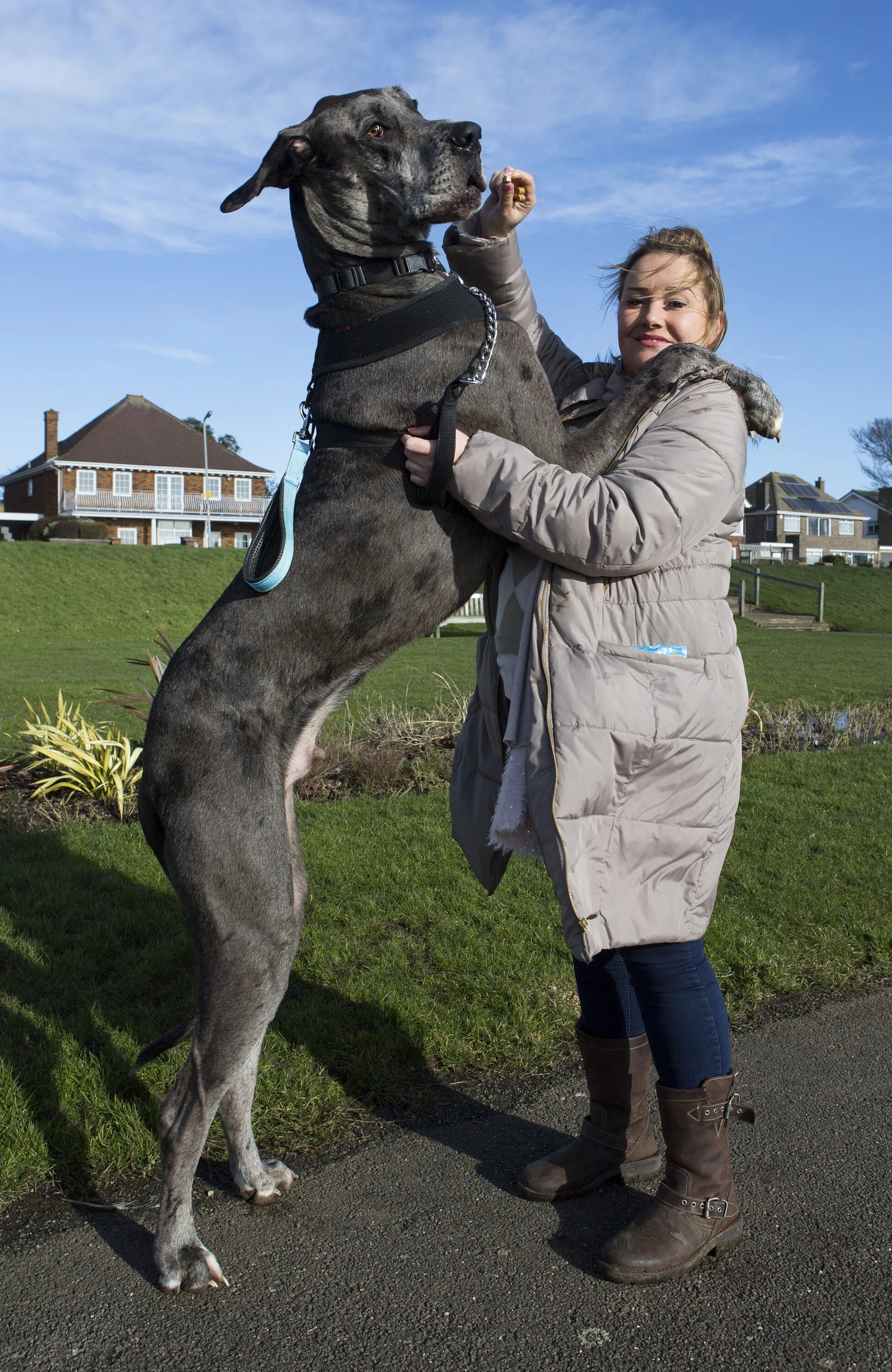 Большие доги собаки. Немецкий дог Зевс рост. Немецкий дог гигантский Джордж. Немецкий дог Фредди. Самая высокая собака в мире немецкий дог Фредди.