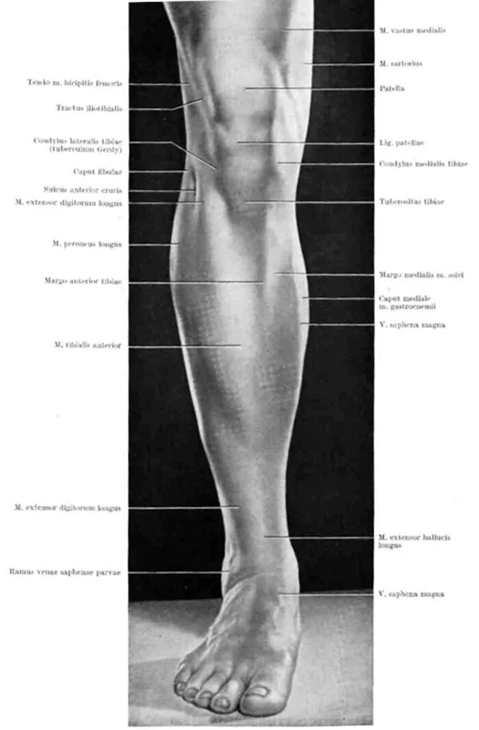 Фото стопы человека с названием. Передняя область голени (regio cruris anterior. Внешние ориентиры передней области голени. Части ноги. Название частей ноги.