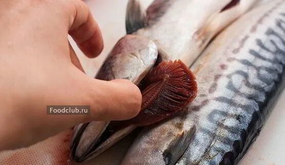 Цвет жабр у свежей рыбы. Рыба вместо жабр хвост. стадии зрелости гонад скумбрии.