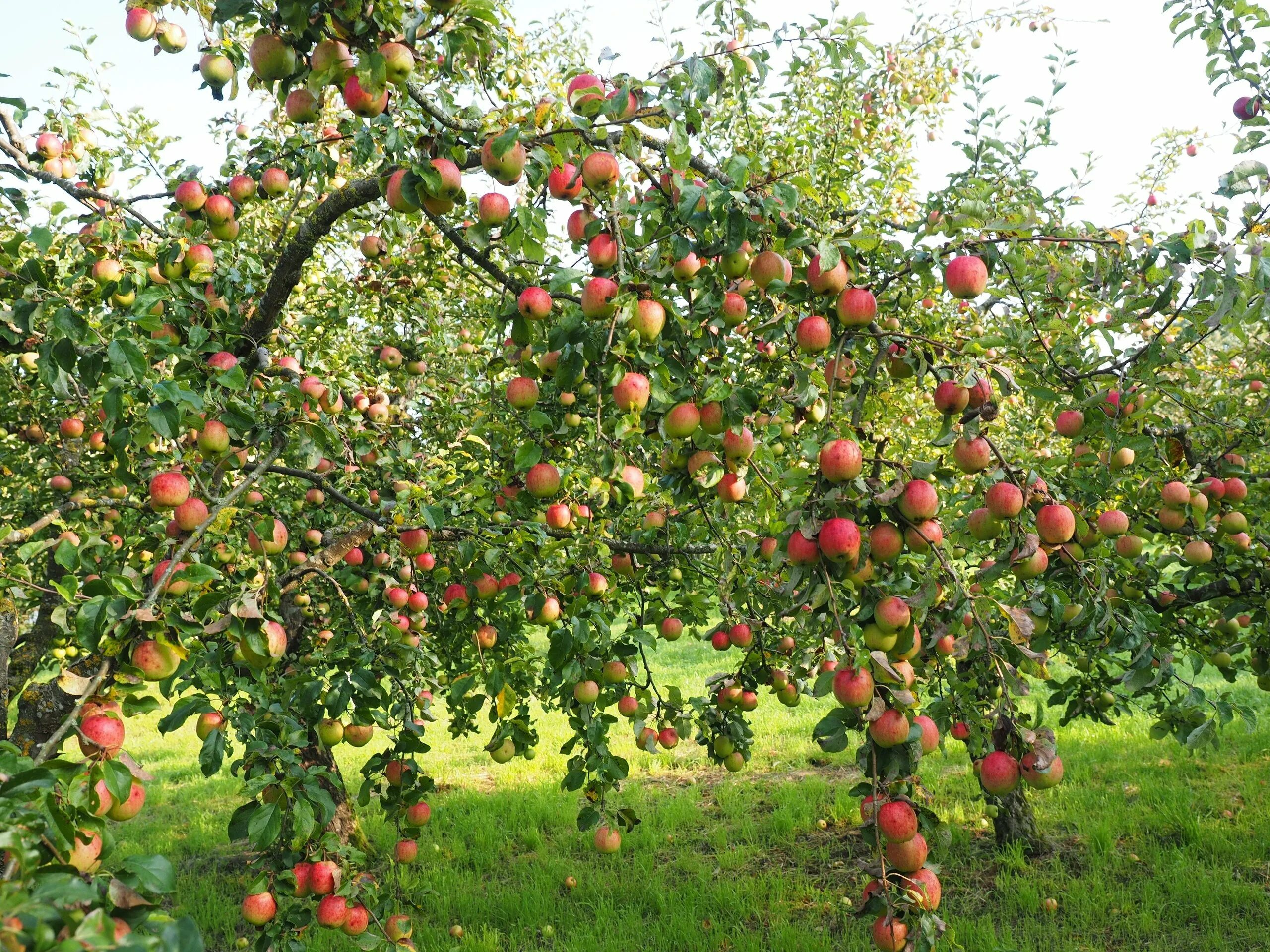 В саду где растут яблоки 2 сортов. Аркад Бирюкова яблоня. Яблоня карликовая Братчуд. Яблоня Аркадик. Яблоня Уэлси колоновидная.