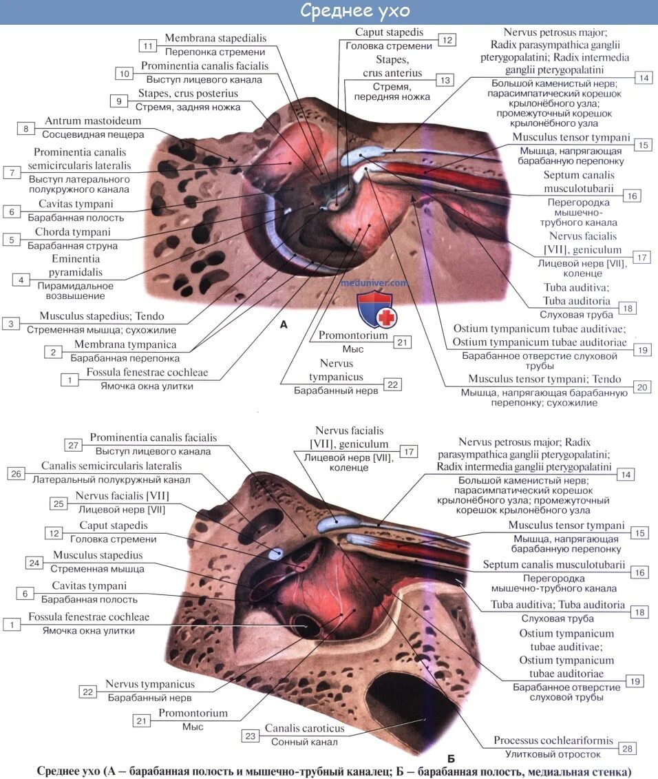 Среднее ухо барабанная полость евстахиева труба. Анатомические структуры среднего уха. Слуховая труба среднего уха анатомия. Строение среднего уха стенки. Мышцы барабанной перепонки