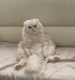 Шотландские кошки сильно линяют