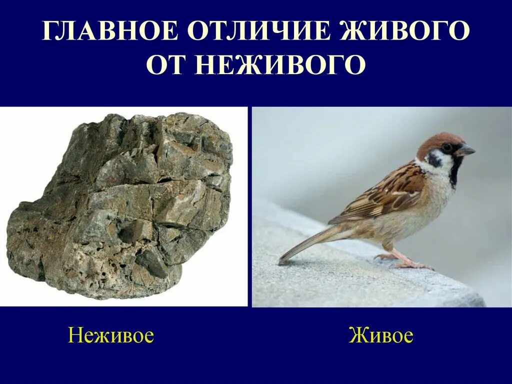 Свойства отличающие живые организмы от неживых
