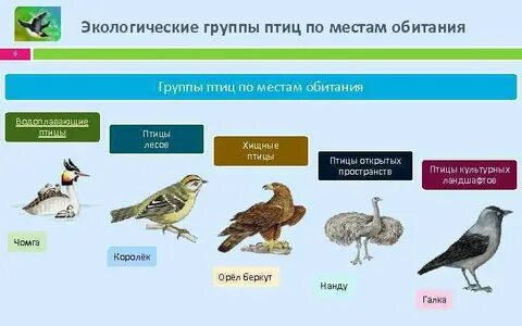 По морфологическому критерию птицы отличаются