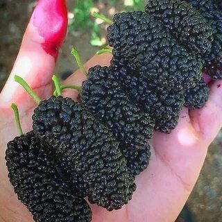 Mulberry перевод