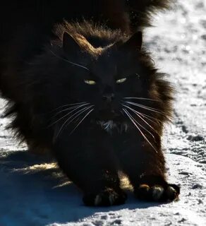 Мартовский кот мрак 2