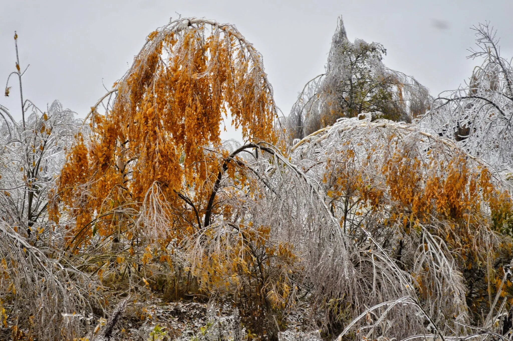 когда закончится ледяной дождь. ледяной дождь в москве. ледяной дождь в москве 2012. дождь зимой. когда закончится ледяной дождь.