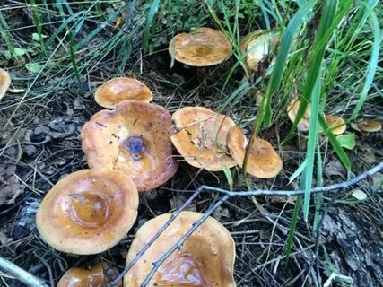 Погода в свинушках