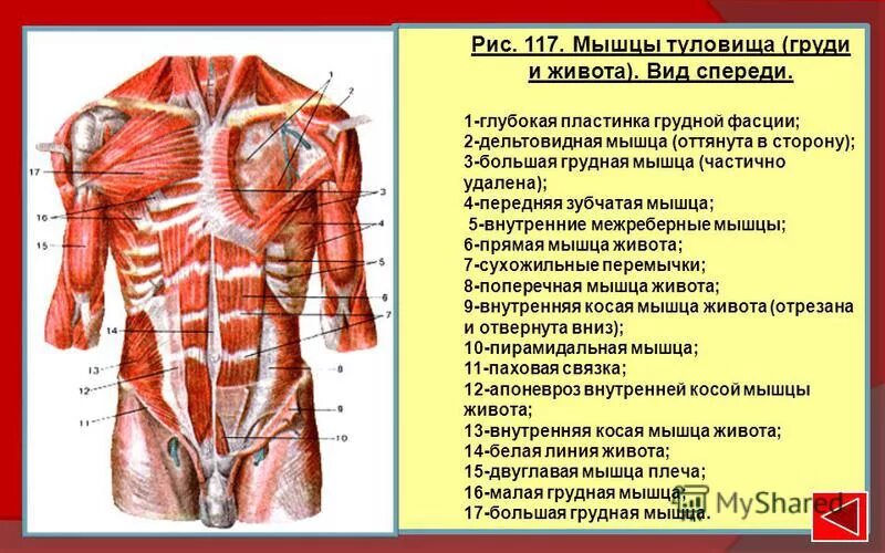 Фасции спины. Строение мышц туловища спереди. Мышцы туловища анатомия вид спереди. Поверхностные мышцы груди, туловища спереди. Мышцы груди и живота вид спереди.