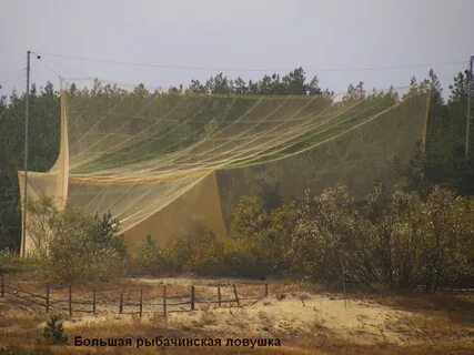 Куршская коса орнитологическая