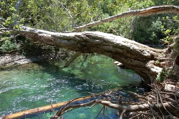 Бревно через воду. Бревно в воде. Мордовский мореный дуб. Бревно через воду. Бревно, перекинутое через реку.
