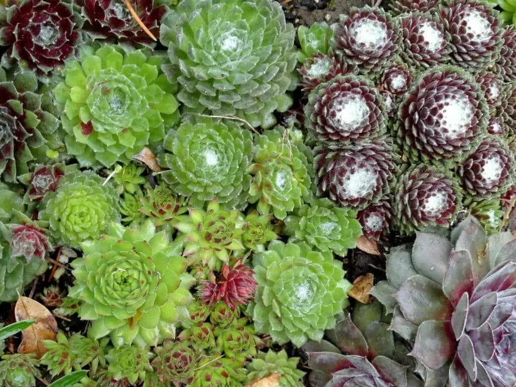 Молодило выращивание. Камнеломка семпервивум. Молодило (Sempervivum). Каменный цветок молодило. Суккуленты молодило семпервивум.