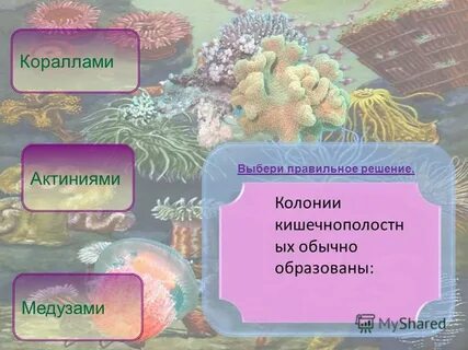 Колонии образует