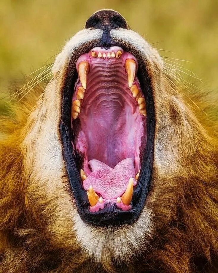 Пасла животных. Пасть Льва. Зубы Льва. Лев Клыков. Львиная пасть.