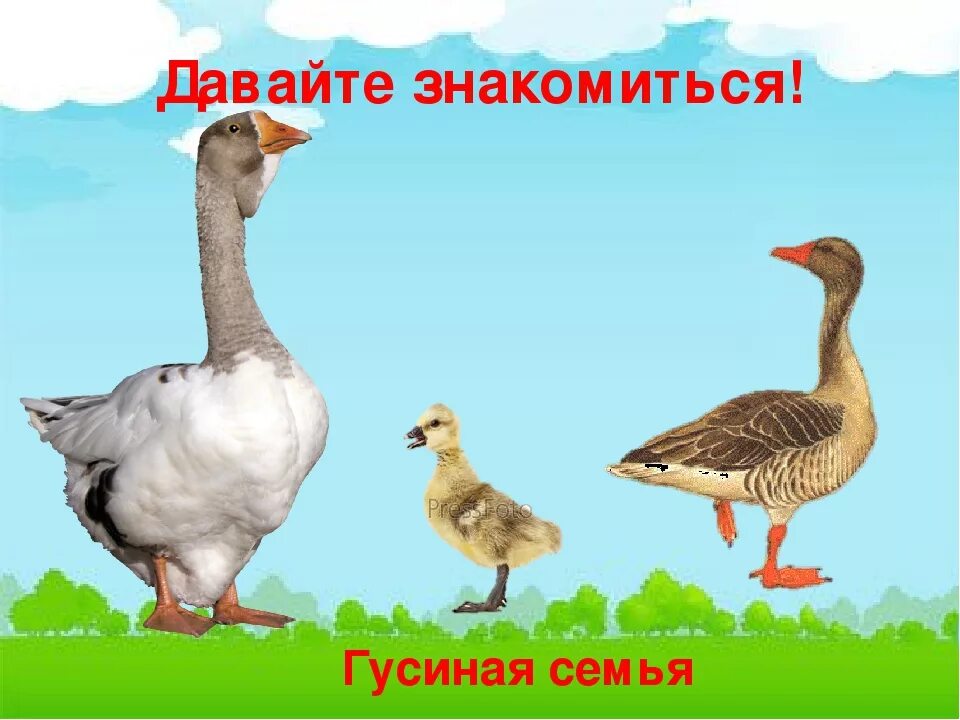 Гусь и гусенок составить предложение. Семья гусь гусыня утенок. домашние птицы гусь. домашние птицы гусиная семья. домашние гуси детям.