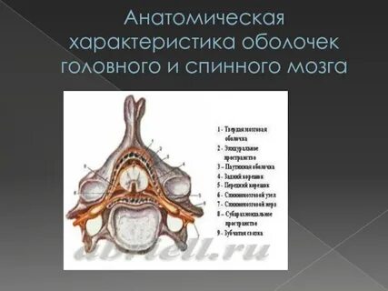 Как называется оболочка спинного мозга