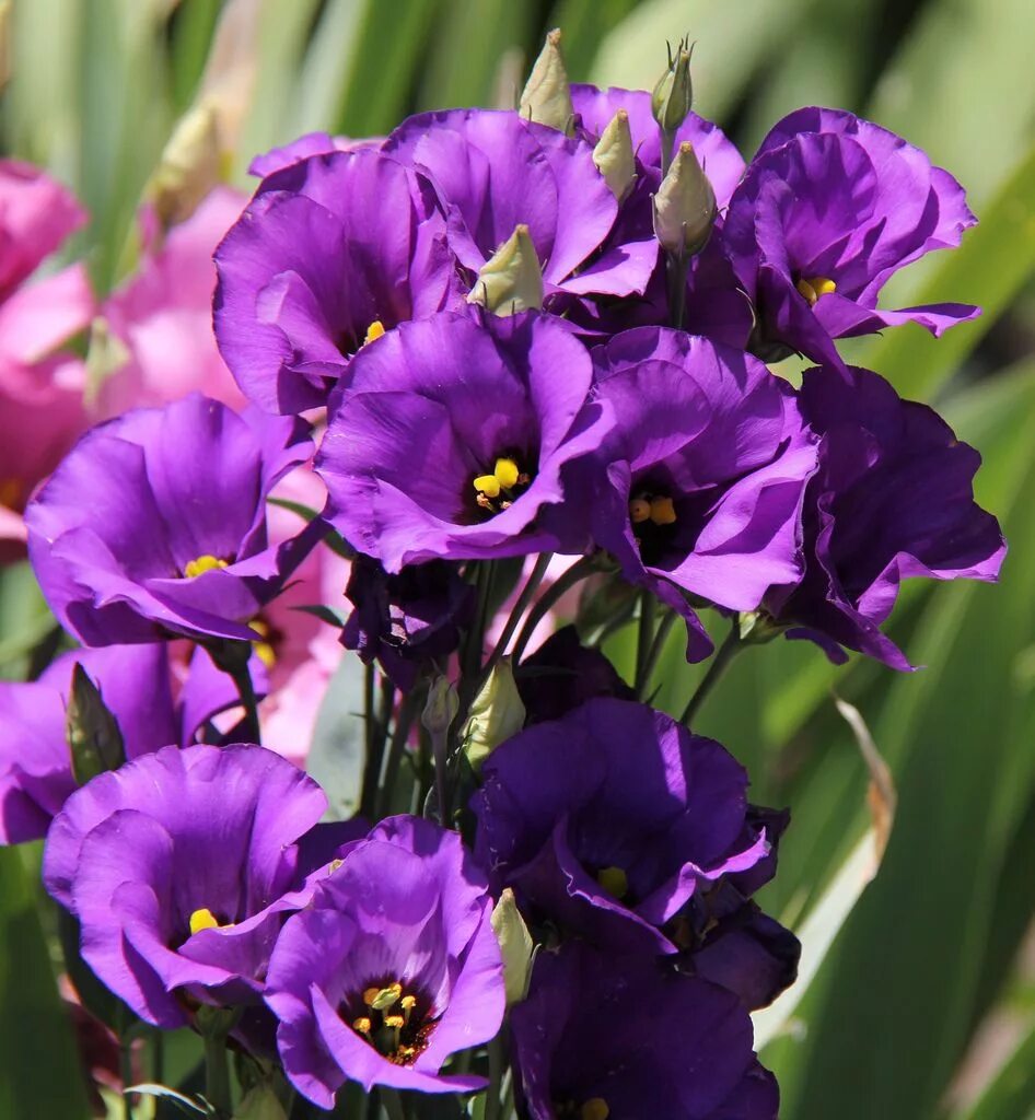 Эустома сорта. Эустома. эустома лизиантус. эустома (lisianthus). эустома грандифлорум.