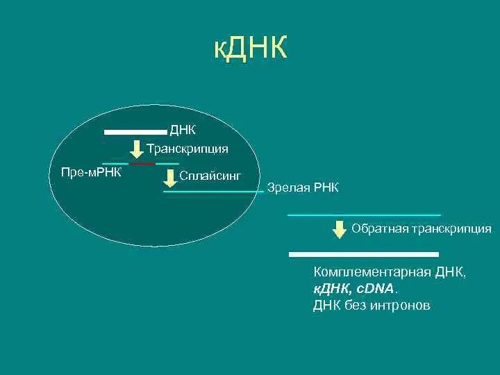 Комплиментарные днк. Синтез КДНК. Пре м РНК. Синтез КДНК на матрице РНК. Обратная транскрипция РНК.