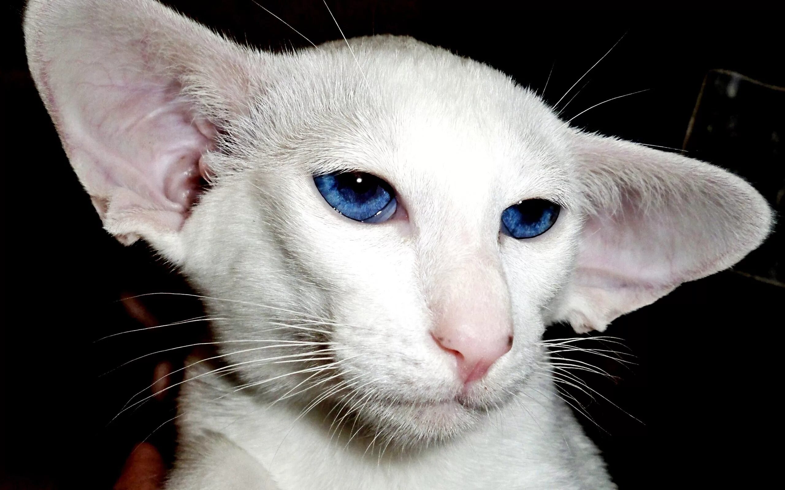 Форин Вайт Ориентал. Кот породы Ориентал. Белый ориентальный кот. Ушастый кот Ориентал.