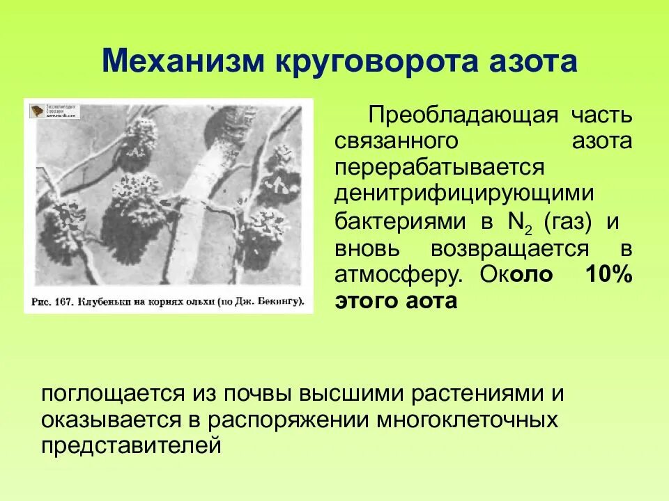Почвенные бактерии и высшие растения. Денитрифицирующие бактерии. круговорот механизм. роль бактерий в круговороте веществ. роль бактерий в круговороте веществ в природе.