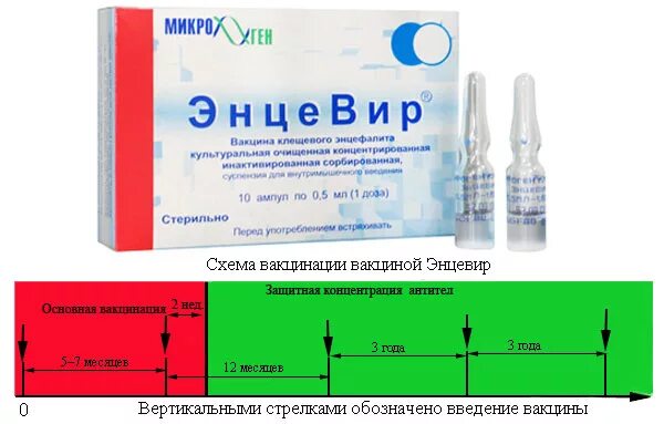 Прививка от энцефалита в москве где. Прививка против клещевого энцефалита схема вакцинации. Против клещевого энцефалита вакцина схема. Энцевир вакцина схема. Вакцина против клещевого энцефалита схема вакцинации.