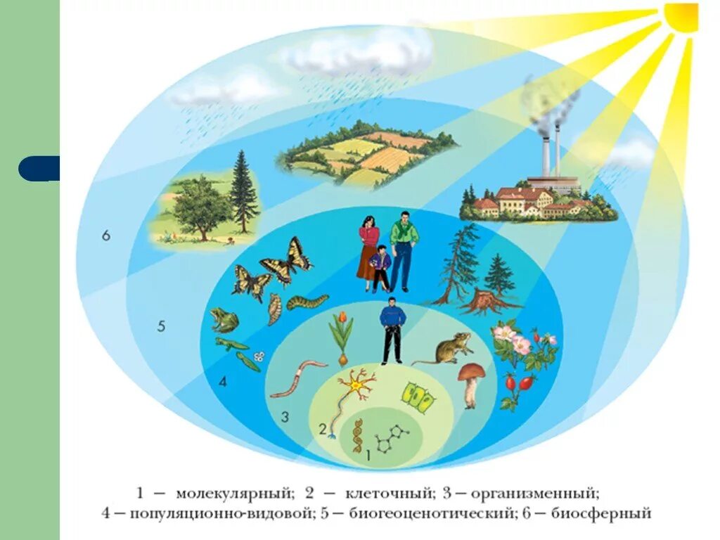 Структурные уровни организации жизни. Уровни организации живой материи рисунок. Уровни организации живой природы рисунок. Уровни организации живой мотери.