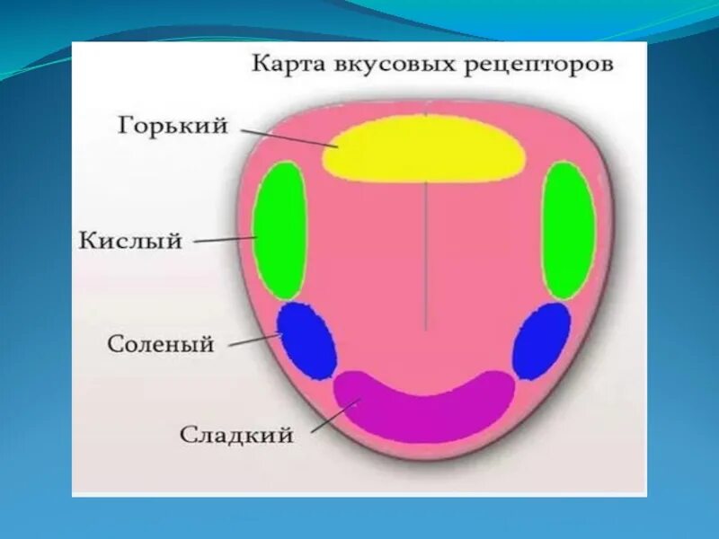 Пять вкусов человека. Вкусовые рецепторы на языке схема. Вкусовые рецепторы на языке. Зоны языка вкусовые рецепторы. Расположение рецепторов на языке человека.