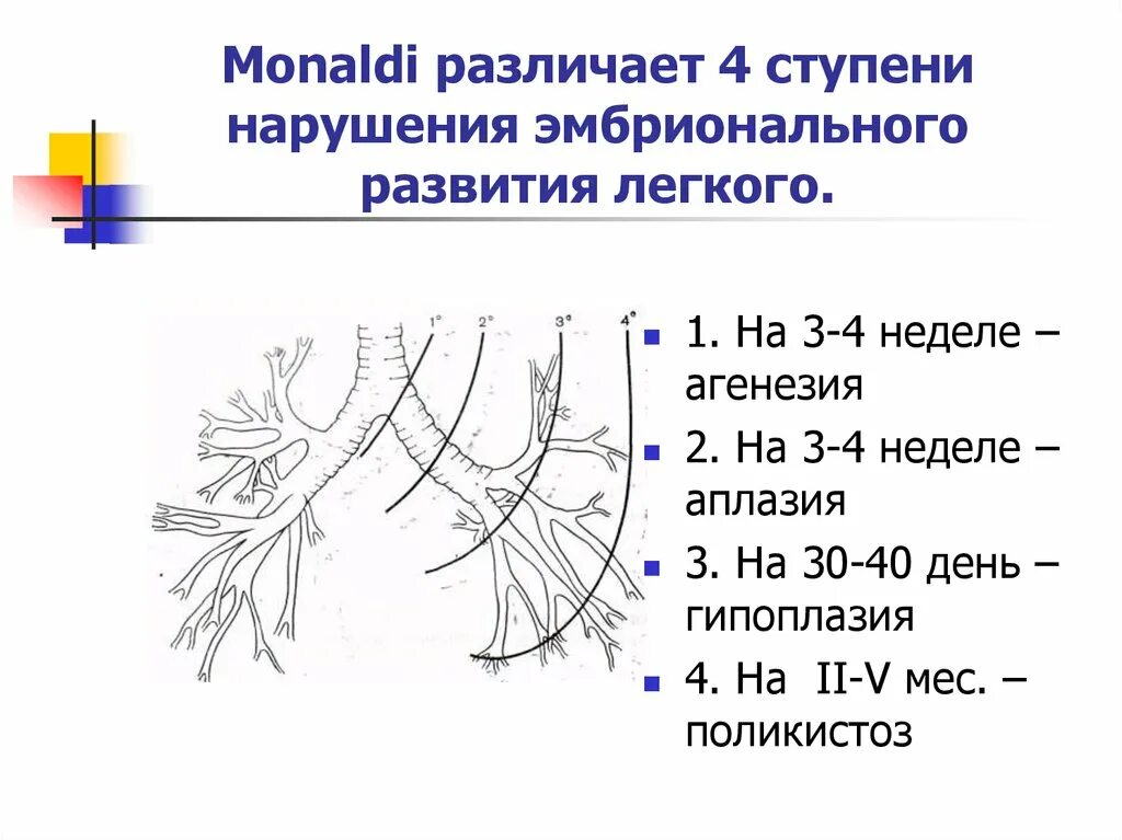 Стадии развития легких. Стадии эмбрионального развития легких. Стадии развития легких во внутриутробном. Этапы формирования легких. Стадии развития дегкогг.