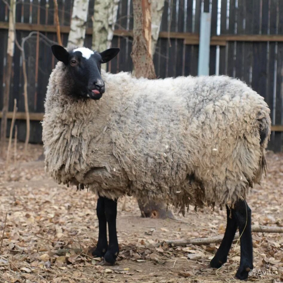 Романовская порода овец. Грубошерстные породы овец Романовская. Рлманов ка порода овец. Романовская порода баранов