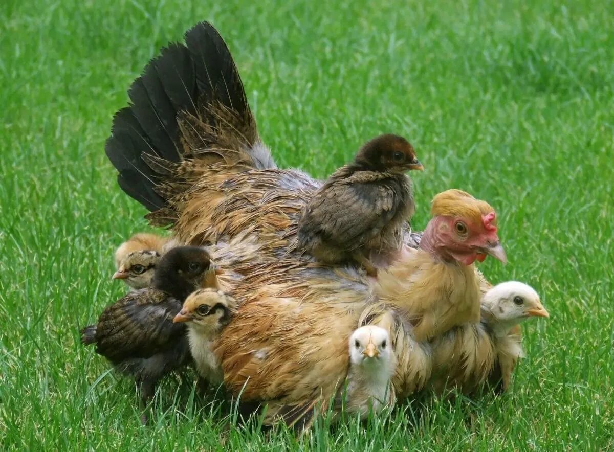 Курочка наседка. Курица наседка Квочка. Курица с цыплятами. Наседка с цыплятами. Цыплята под курицей