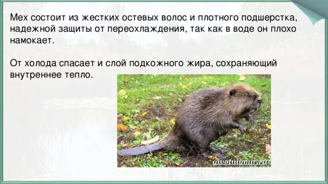 Каких животных спасают от холода запасы. Какие животные спасают запасы жира. животных спасает жир от холода. каких животных спасают от холода запасы жира. какие животные спасаются от холода жиром.