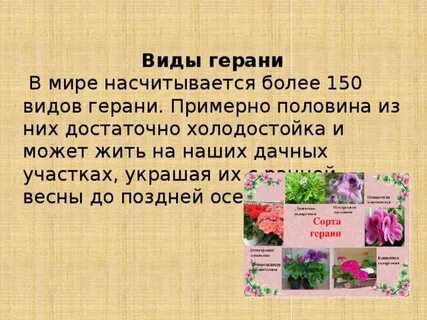 Текст песни герань