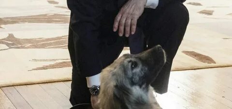 Собака пашу