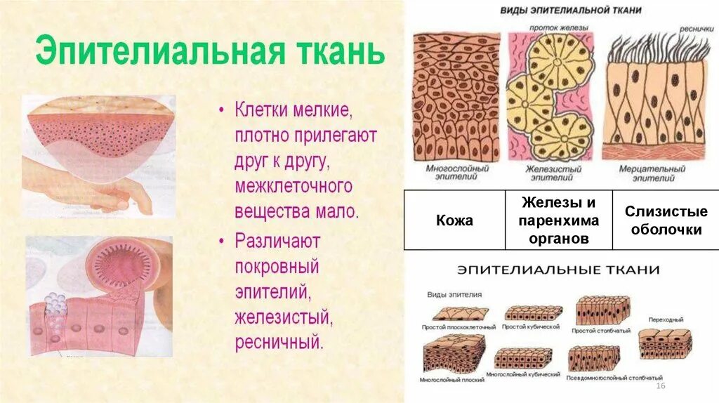 Функции эпителиальных тканей таблица. Эпителиальная ткань гистология. виды тканей гистология. группы тканей гистология. метод культуры тканей в гистологии.