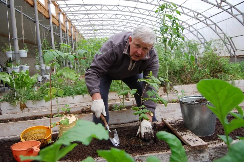 Семена томатов рязань. Огородница из Рязани дзен. Канал огородник из Рязани.