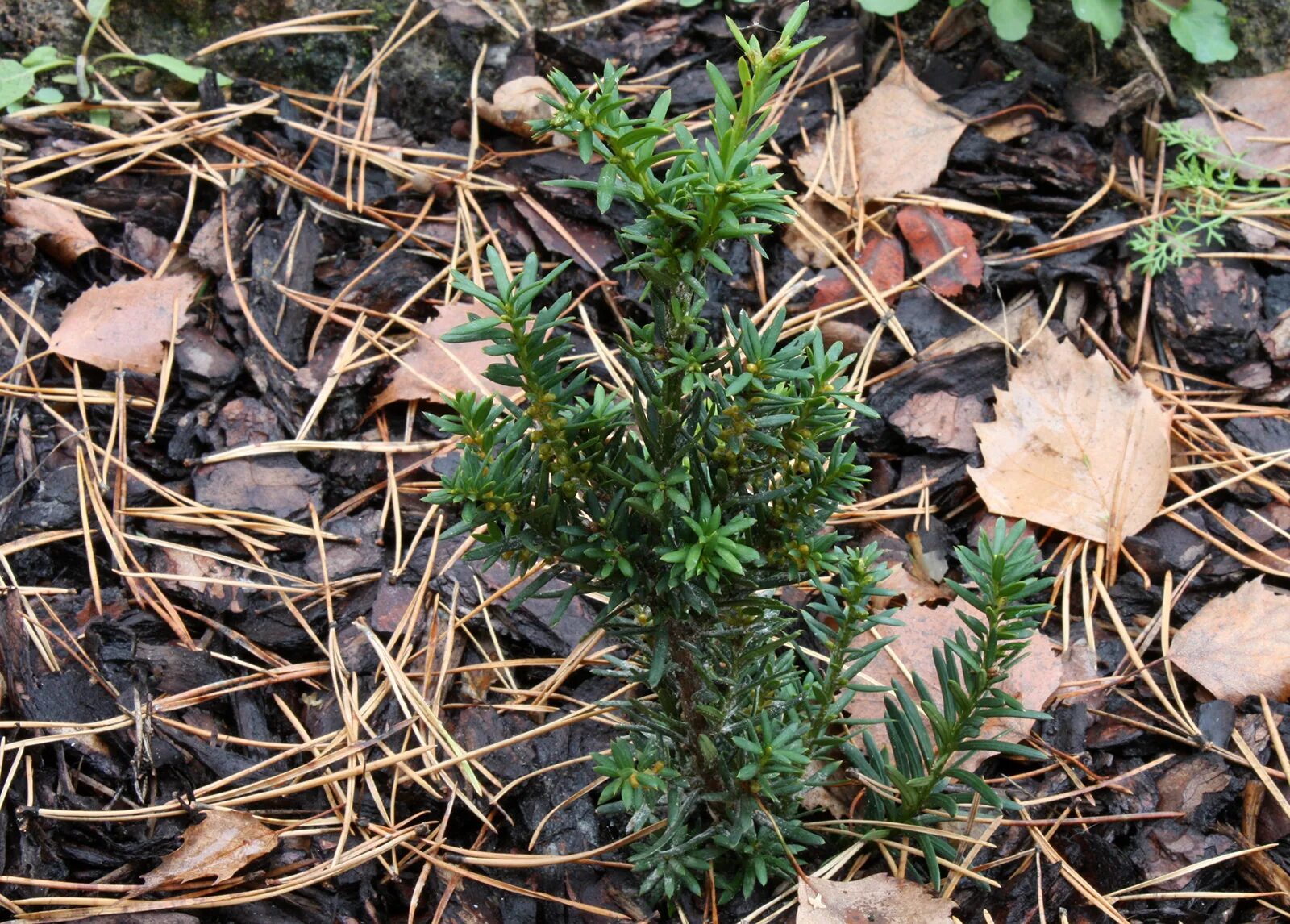 Хвойная 16. Тис cuspidata Nana. Taxus cuspidata 'Nana'. Тис Taxus cuspidata Nana.