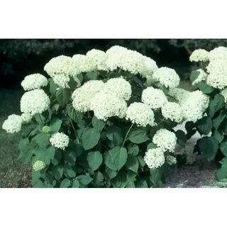 Шапки куст