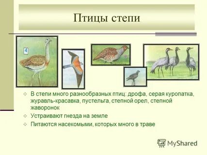 Где степные птицы устраивают гнезда