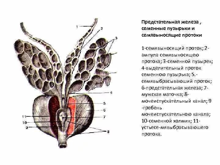 Семенные пузырьки анатомия строение. Строение семенных протоков. Структуры предстательной железы и семенных пузырьков. Предстательная железа анатомия семявыносящий проток.