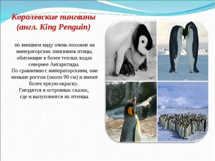 День пингвина презентация