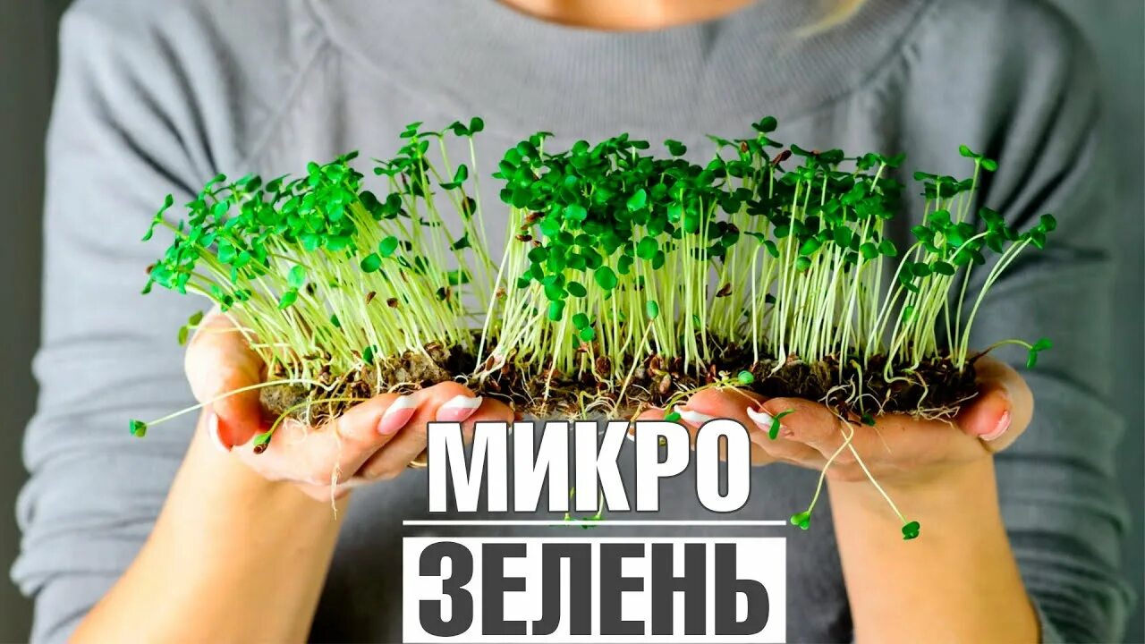 Микрозелень. Выращивание зелени. Посадить микрозелень дома. Микрозелень в домашних условиях как выращивать для себя.