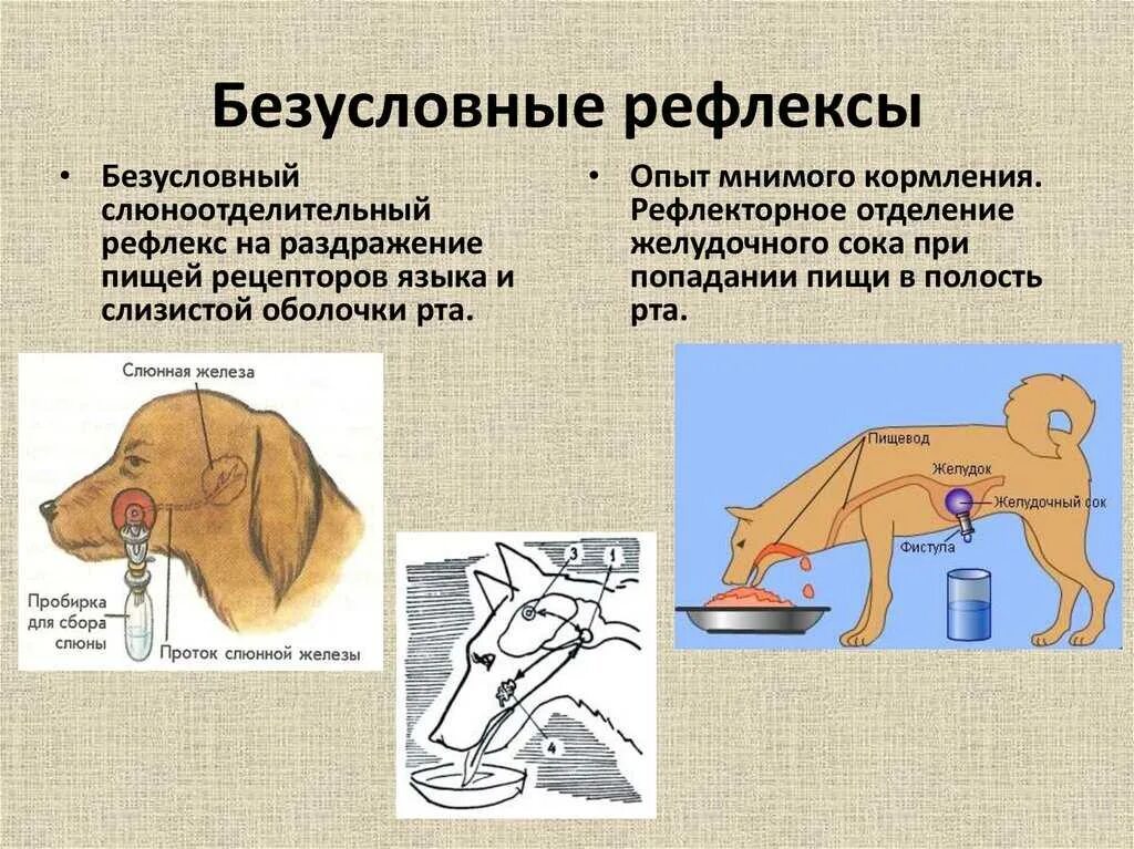 Реакция условных рефлексов