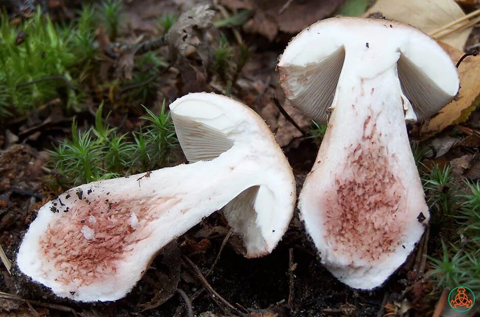 боровик на срезе. муэр – аурикулярия. гриб боровик срез. березовик (подберезовик) розовеющий. гриб печеночница (fistulina hepatica),.