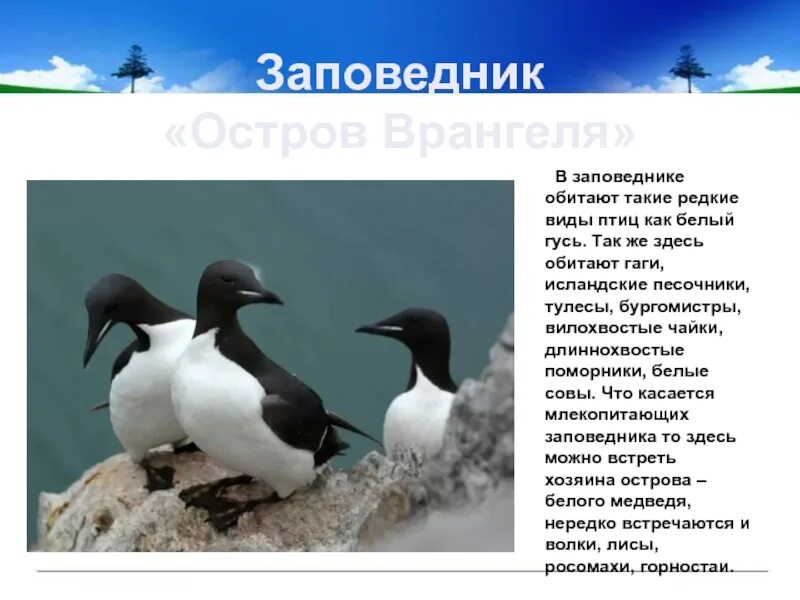 Природная зона где находится заповедник остров врангеля. Заповедники в зоне арктики. Основные задачи заповедников. Природная зона где находится заповедник остров врангеля. К какой природной зоне относится остров врангеля.
