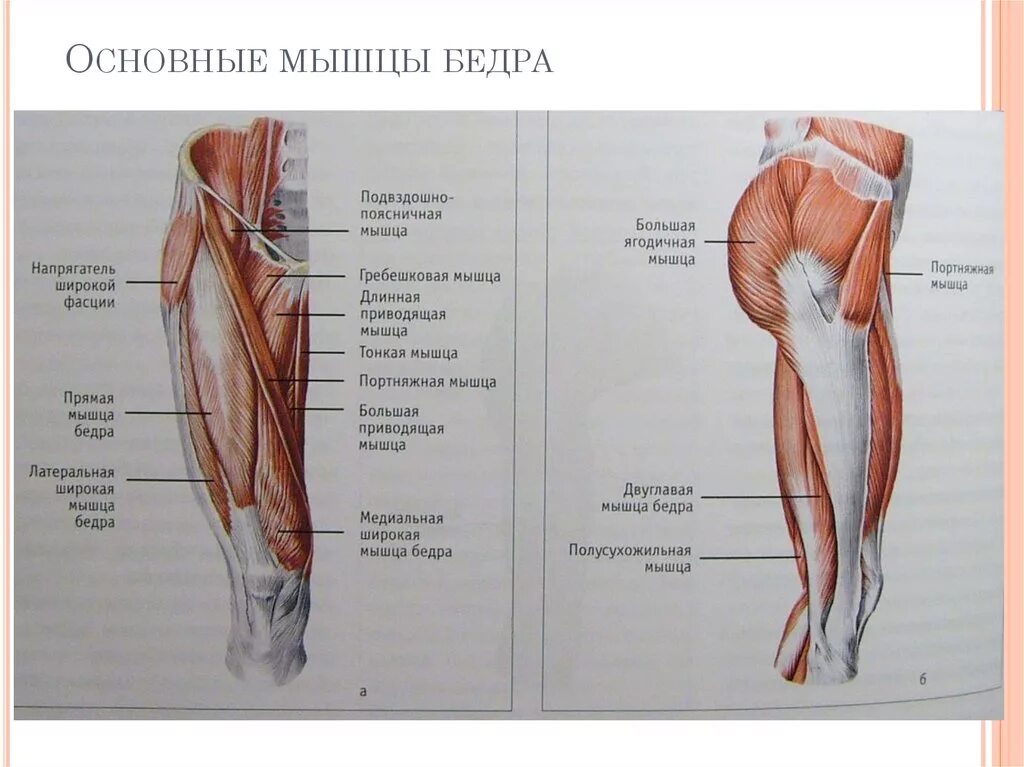 Мышцы бедра анатомия вид сбоку. Мышцы передней поверхности бедра анатомия. Основные мышцы бедра вид спереди. Основные мышцы бедра вид сбоку.