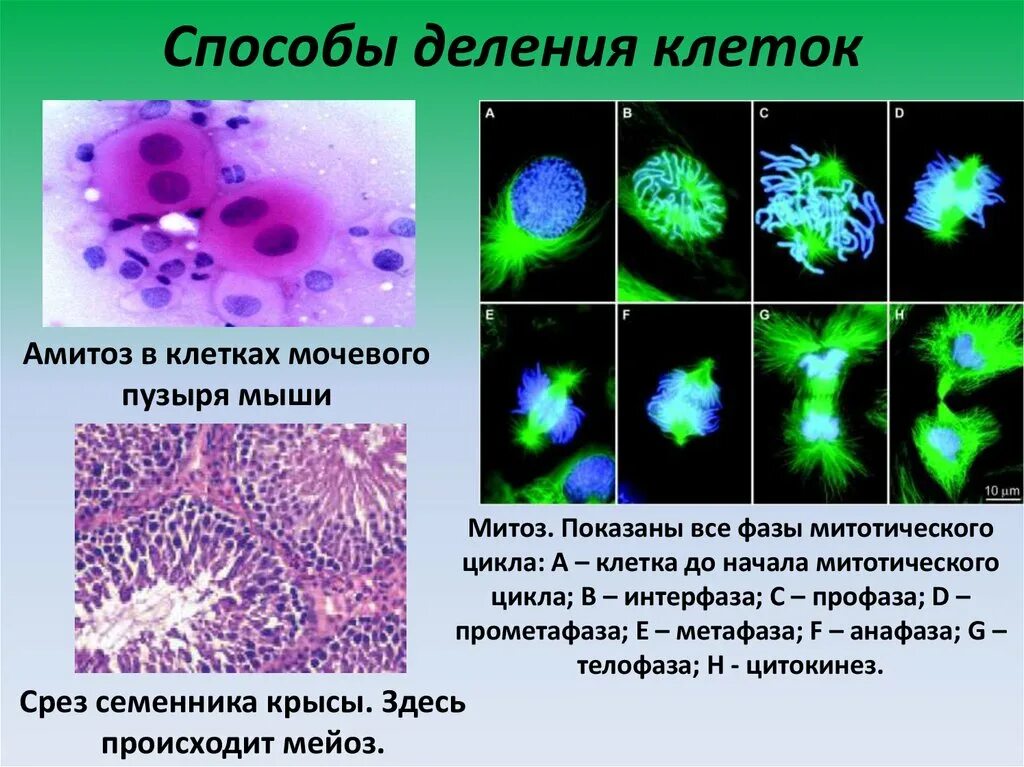 Какая наука изучает деление клеток. Амитоз в клетках мочевого пузыря. Способы деленияулеток. Митотическое деление эпителиальных клеток. Способы деления клетки.