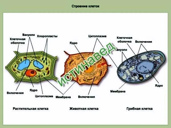 Клетка растительная и животная и грибная клетки. Растительная животная грибная и бактериальная клетки. Растительная клетка животная клетка грибная клетка. Клетки бактерий растений и животных. Животная растительная грибная бактериальная клетки