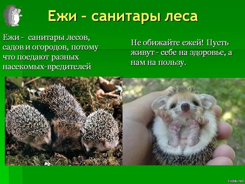 Ежовый предложение